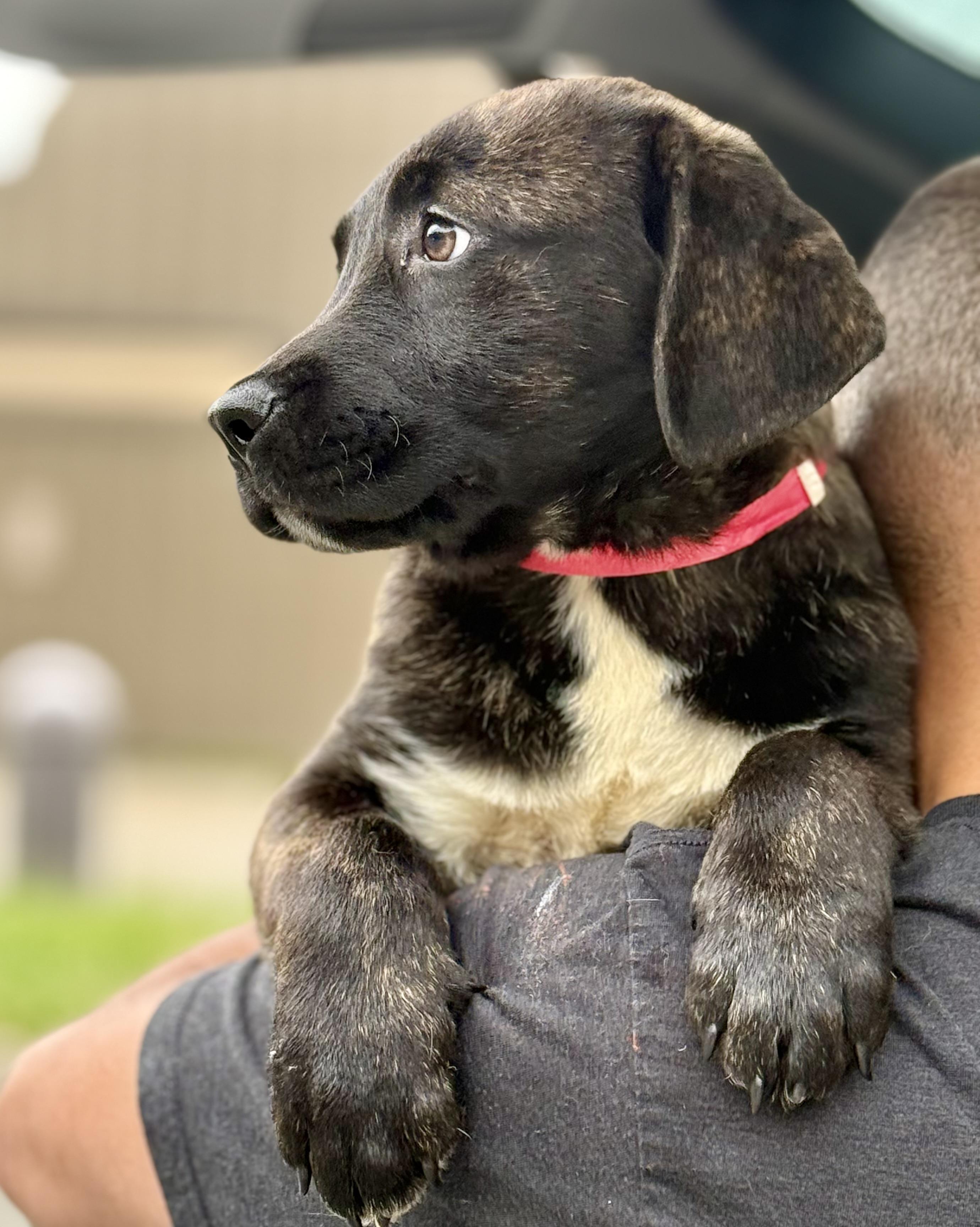Franklin, a Adoptable mixed breed in Albany, NY image 3/3