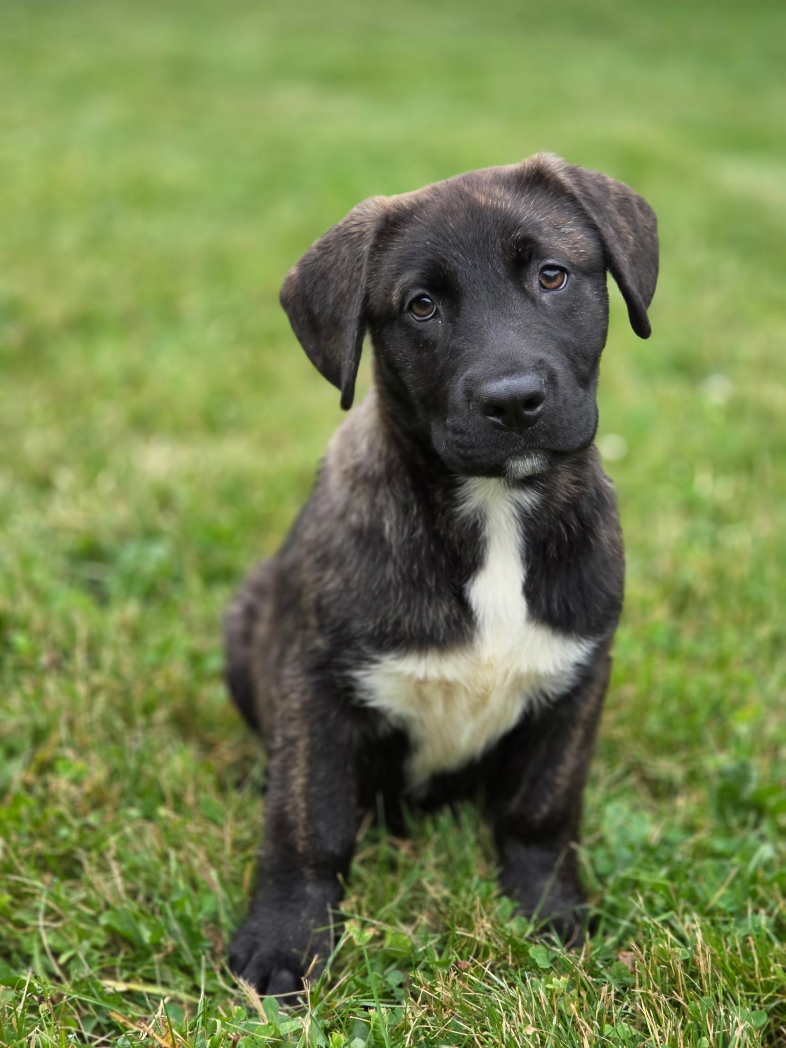 Pets for adoption from Help Orphan Puppies | Petfinder