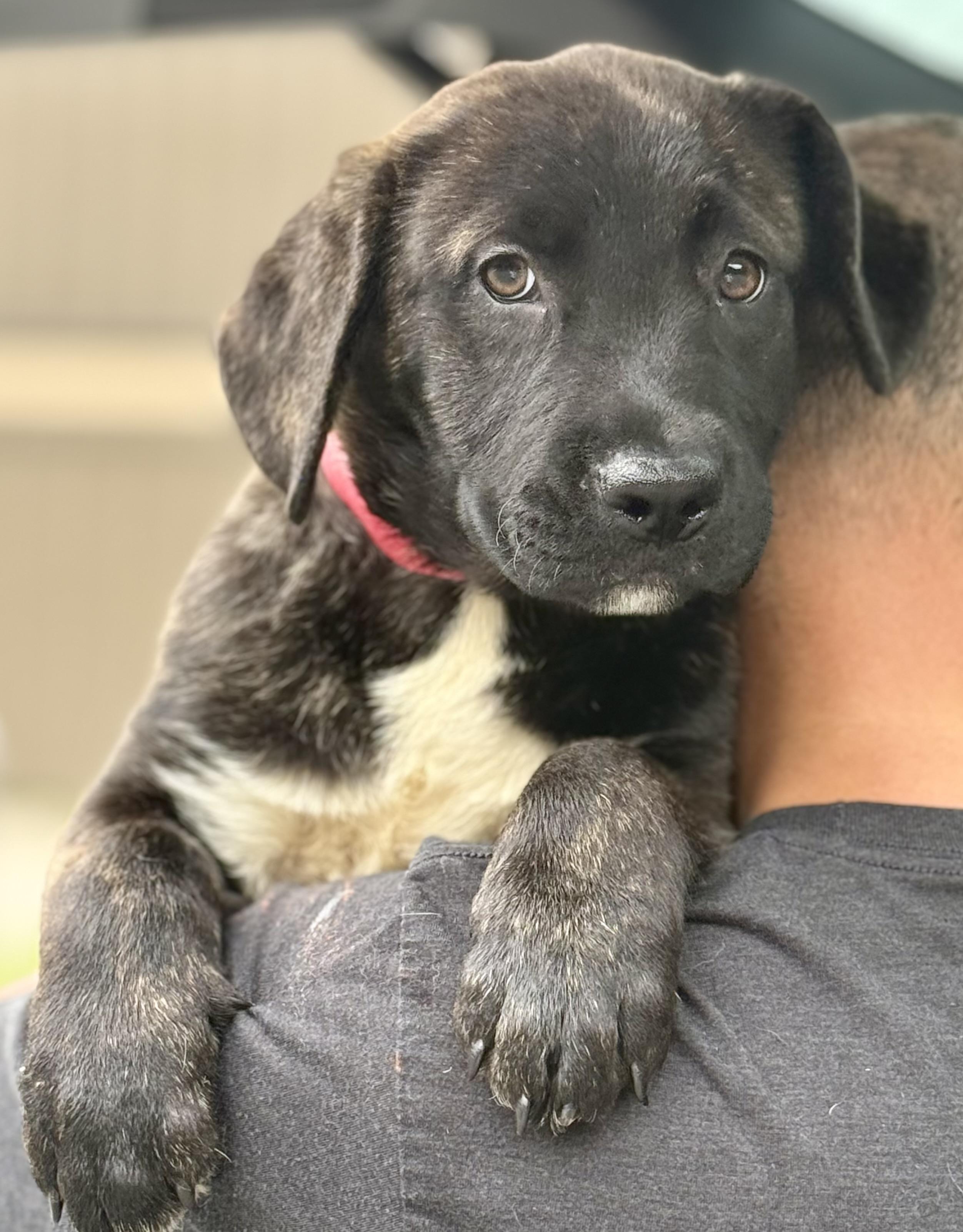 Franklin, a Adoptable mixed breed in Albany, NY image 2/3