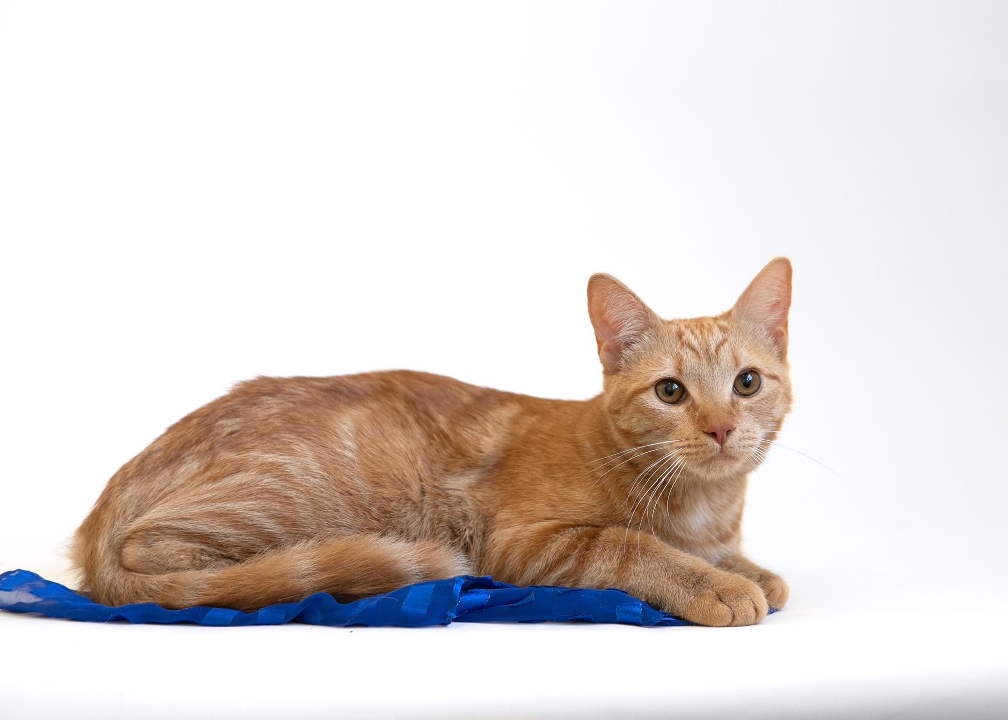 Harry Scary & Maya Papaya