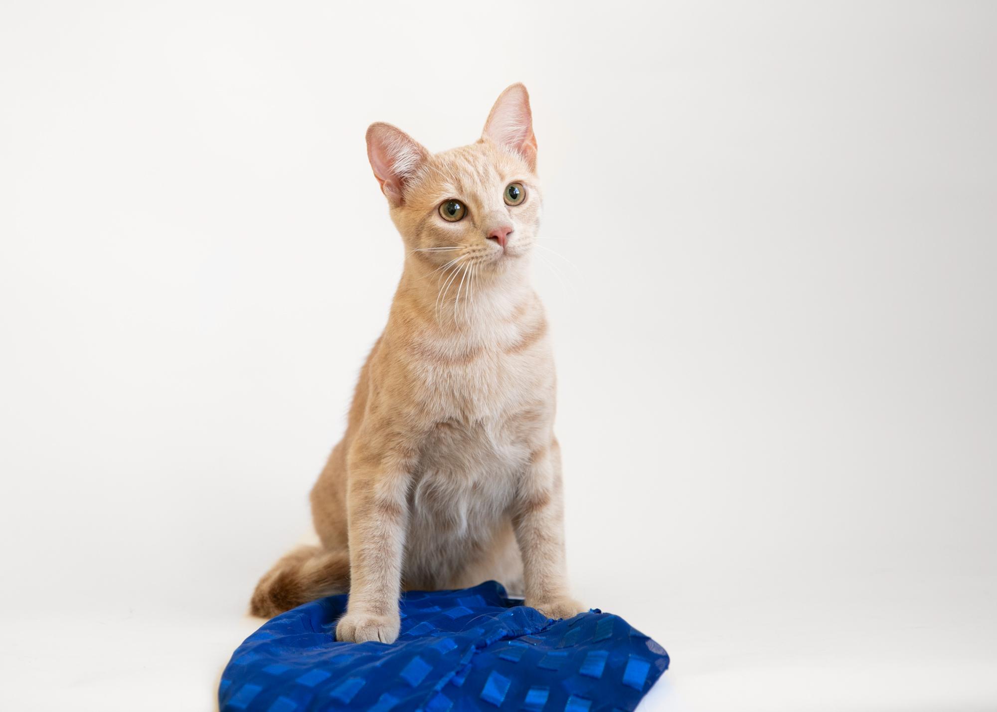 Enlarge Harry Scary & Maya Papaya, a Adoptable mixed breed in Homewood, AL image 3/5