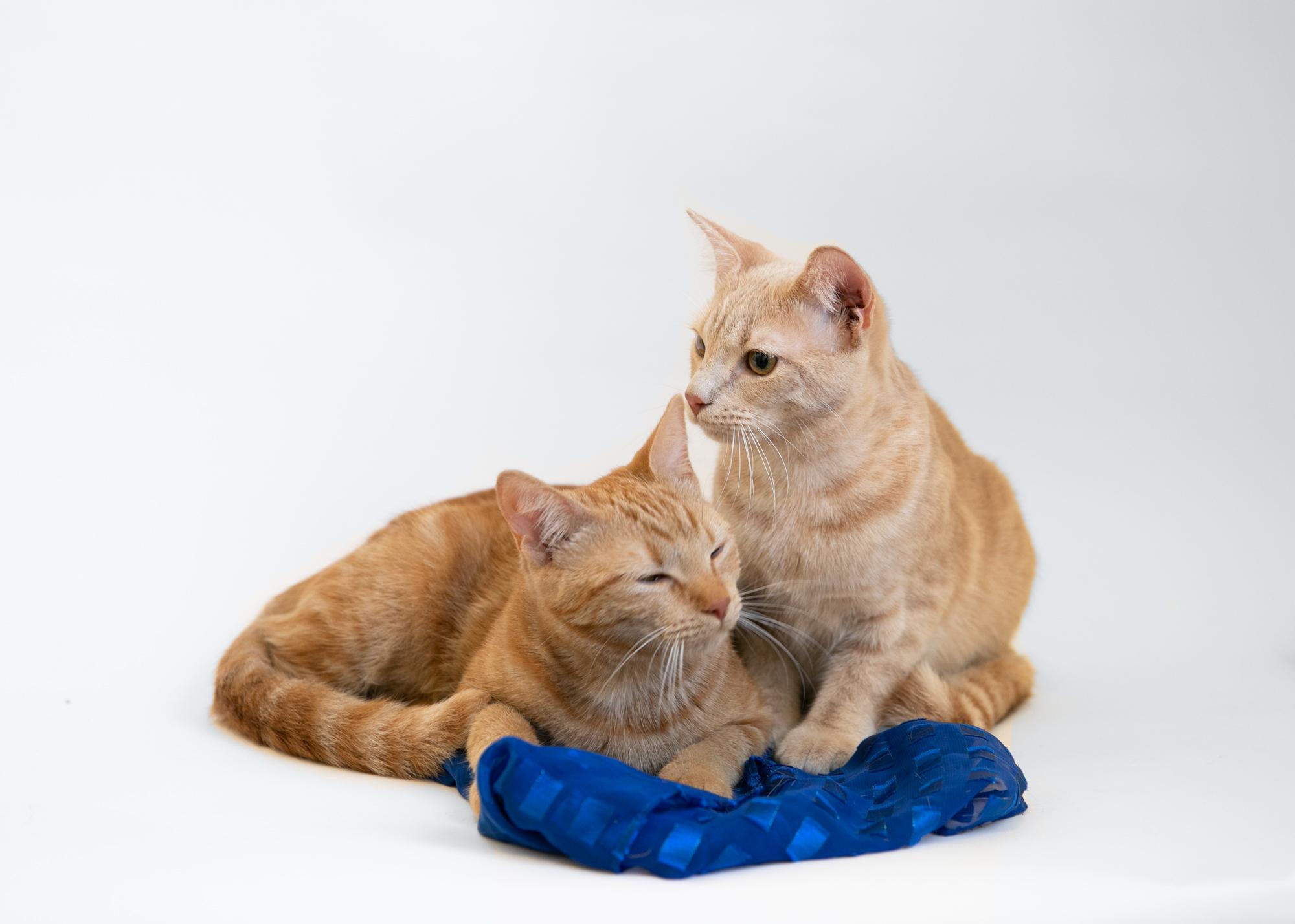 Enlarge Harry Scary & Maya Papaya, a Adoptable mixed breed in Homewood, AL image 4/5