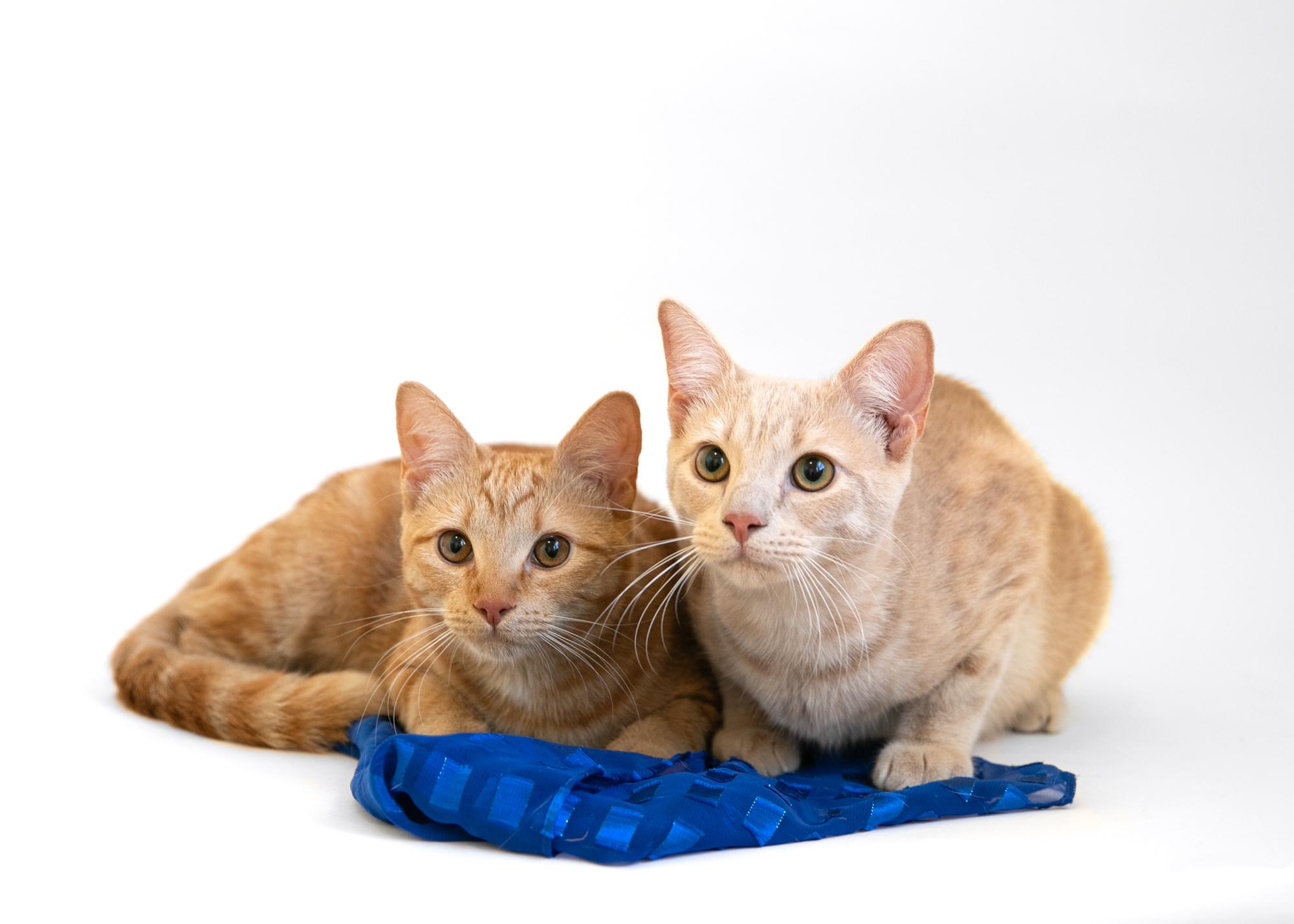 Enlarge Harry Scary & Maya Papaya, a Adoptable mixed breed in Homewood, AL image 5/5