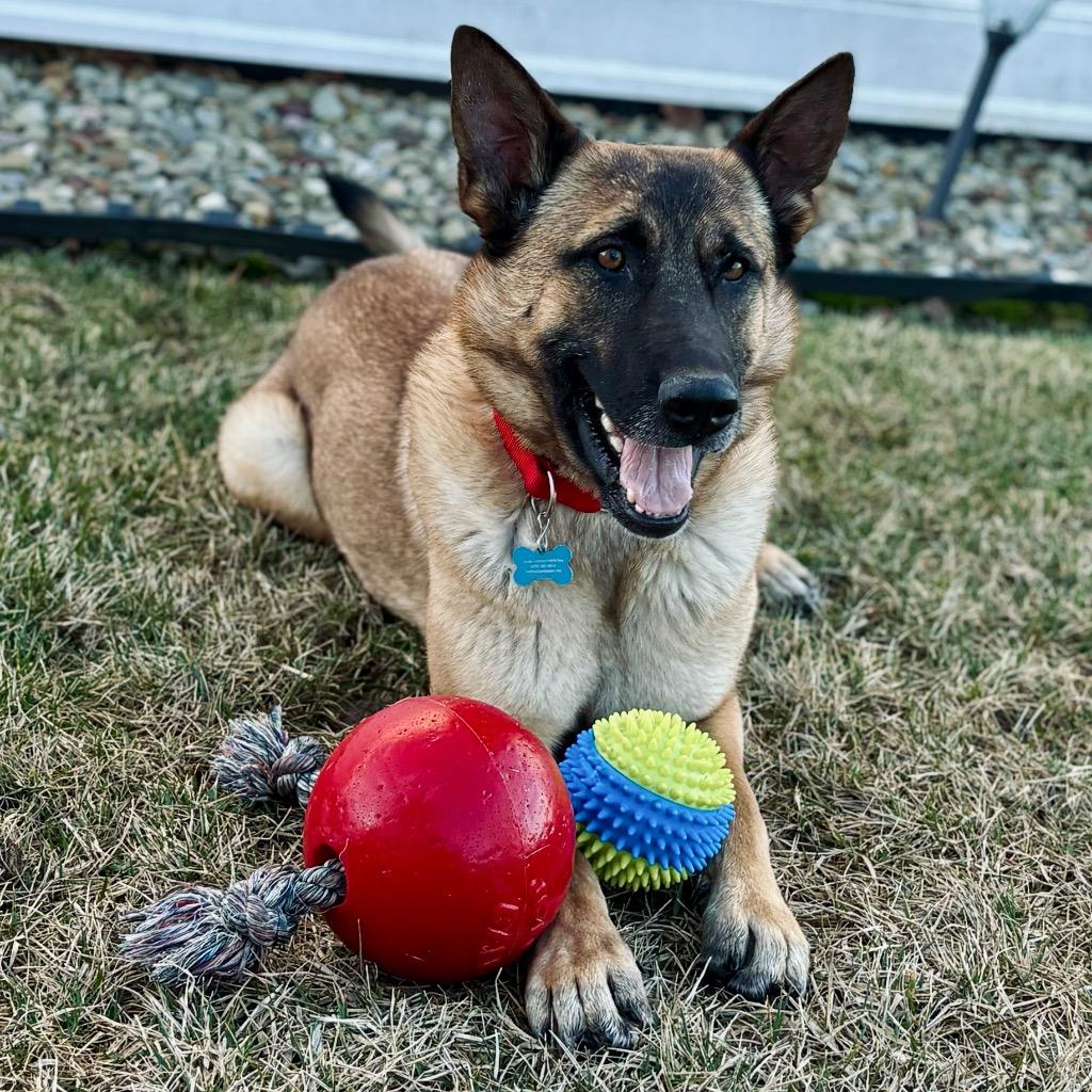 Raspberry, a Adoptable mixed breed in State College, PA image 2/6
