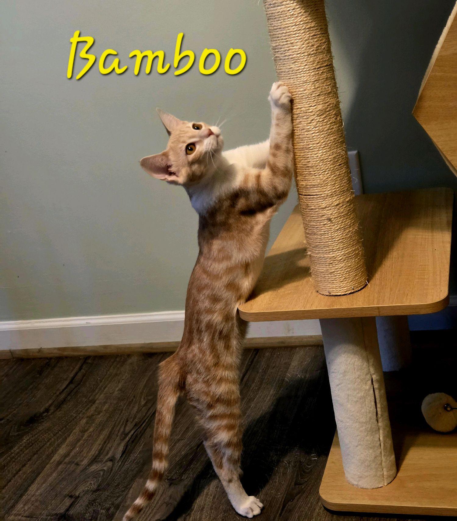 Enlarge Bamboo...such a cutie pie, a Adoptable mixed breed in Murfreesboro, TN image 4/6