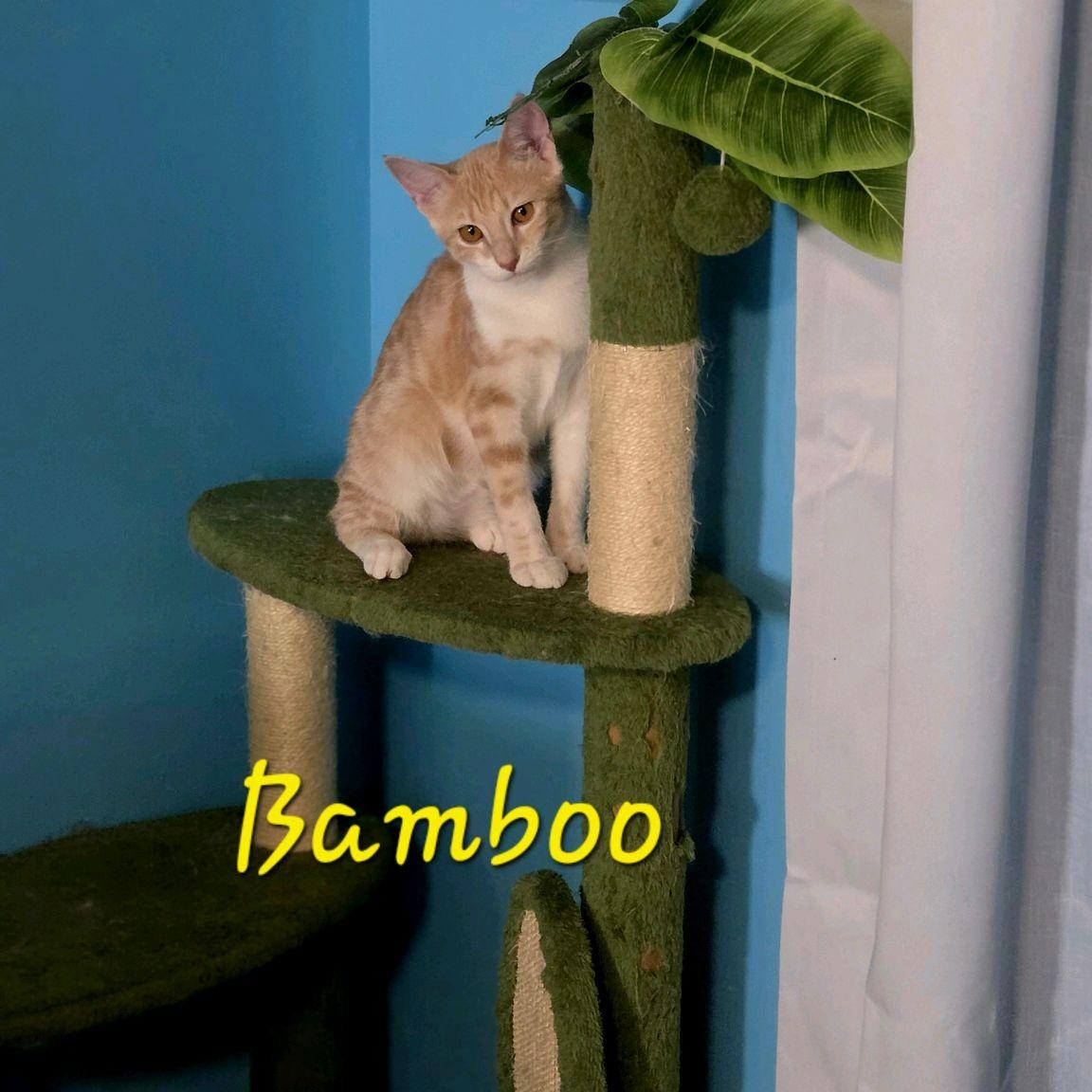 Enlarge Bamboo...such a cutie pie, a Adoptable mixed breed in Murfreesboro, TN image 3/6