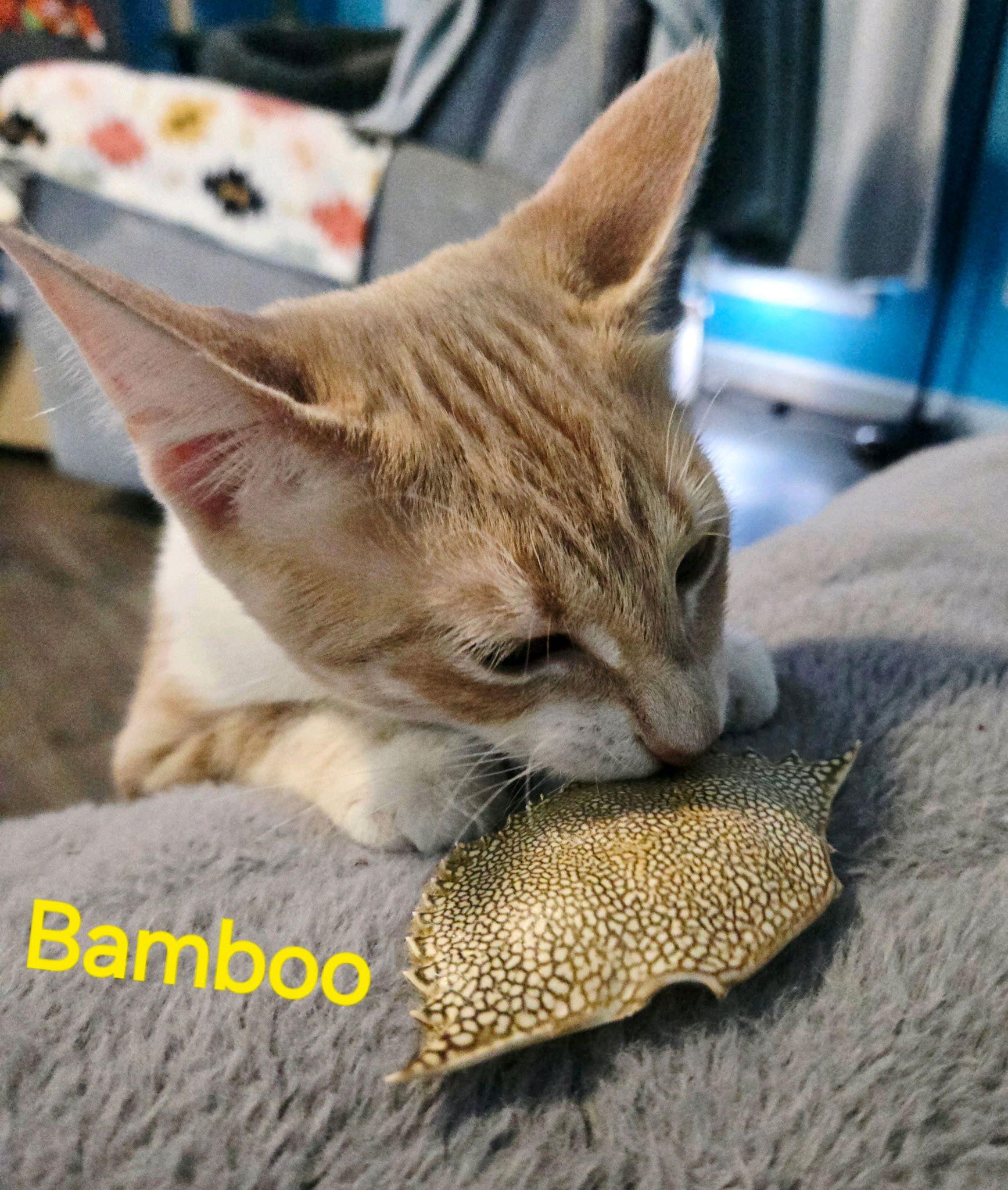 Bamboo...such a cutie pie, Adoptable, Kitten Female Domestic Short Hair & Tabby.