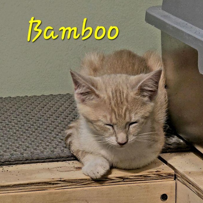 Enlarge Bamboo...such a cutie pie, a Adoptable mixed breed in Murfreesboro, TN image 5/6