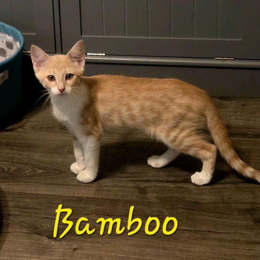 Enlarge Bamboo...such a cutie pie, a Adoptable mixed breed in Murfreesboro, TN image 2/6