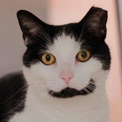 Bellie, ADOPTABLE, Adult Female Domestic Short Hair.