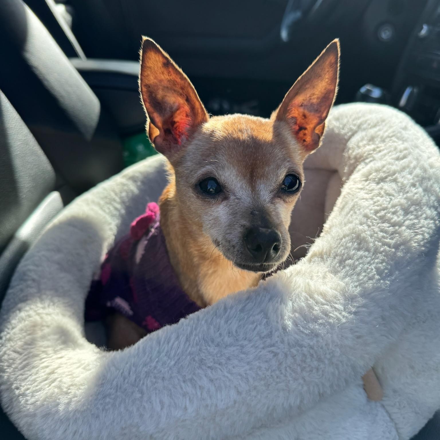 Enlarge Bertha, an adopted Chihuahua in Newport Beach, CA image 3/5