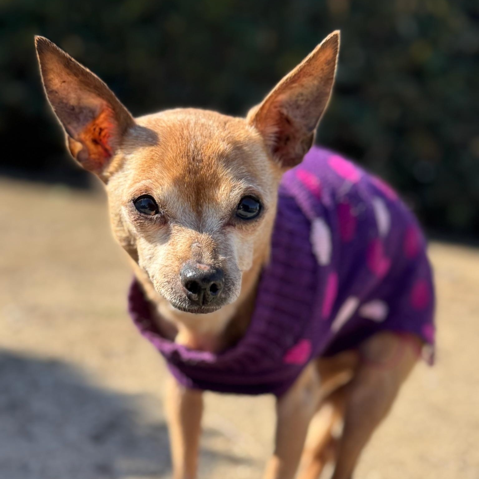 Enlarge Bertha, an adopted Chihuahua in Newport Beach, CA image 5/5