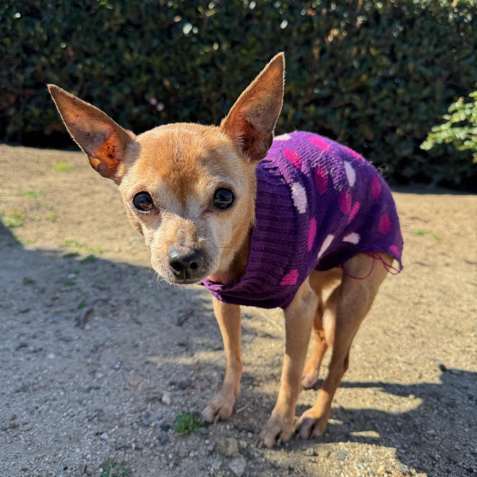 Enlarge Bertha, an adopted Chihuahua in Newport Beach, CA image 2/5