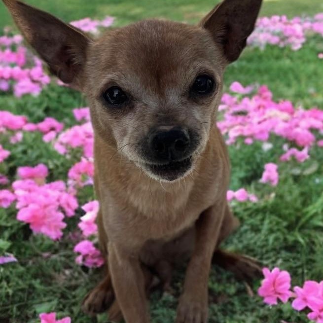 Enlarge Bertha, an adopted Chihuahua in Newport Beach, CA image 1/5