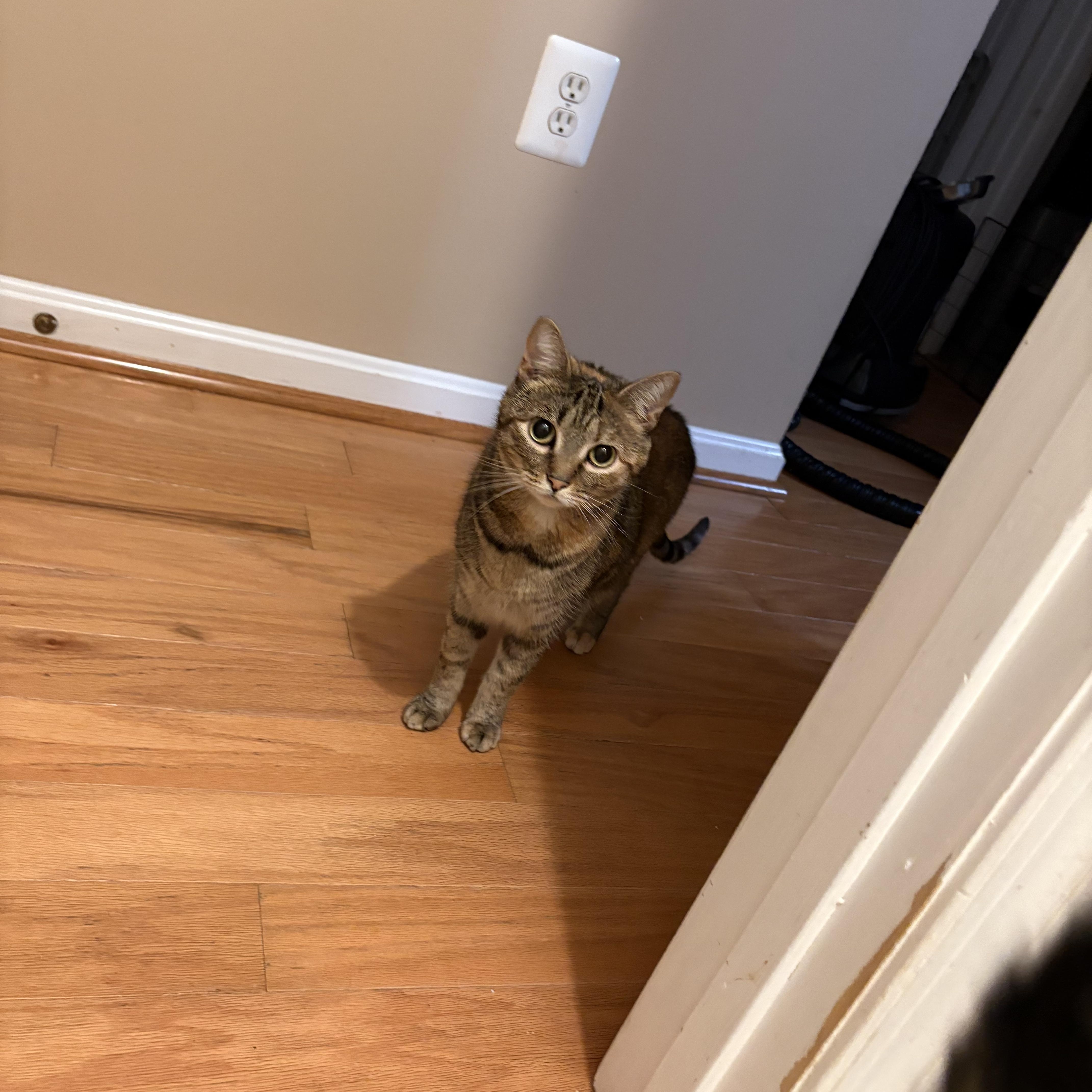 Aurora, Adoptable, Young Female Domestic Short Hair.