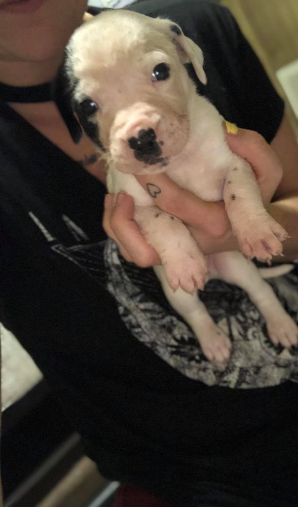 Adonis, Adopted, Puppy Male Pit Bull Terrier.