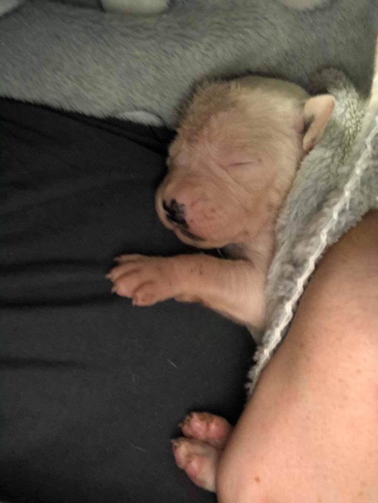 Adonis, a Adopted mixed breed in Dolores, CO image 2/5