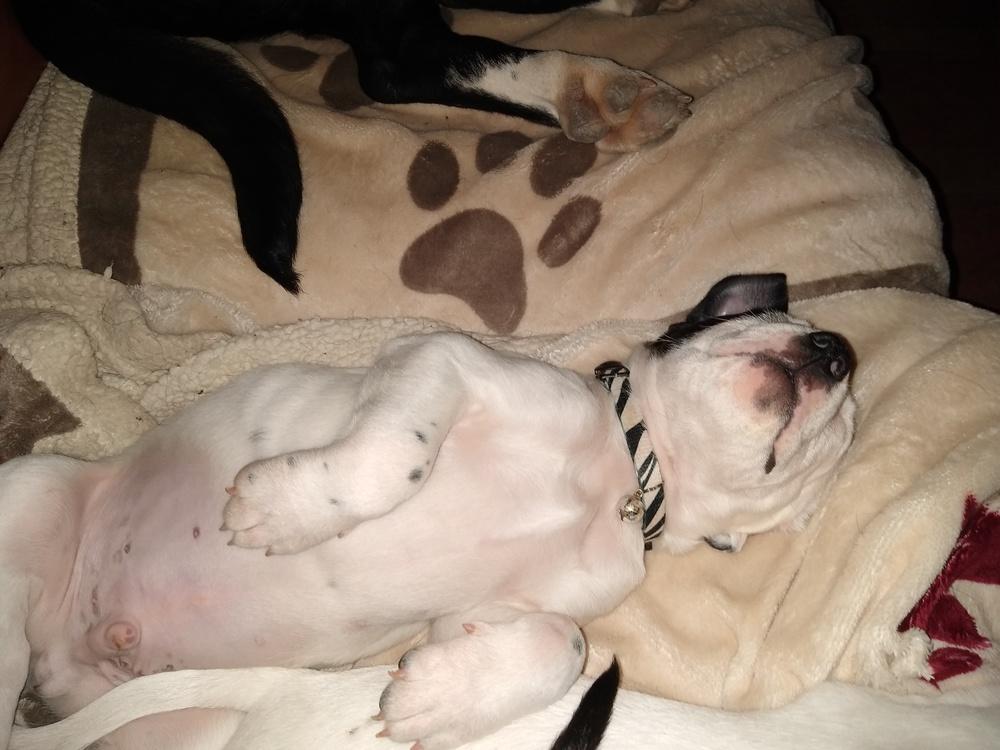 Adonis, a Adopted mixed breed in Dolores, CO image 4/5