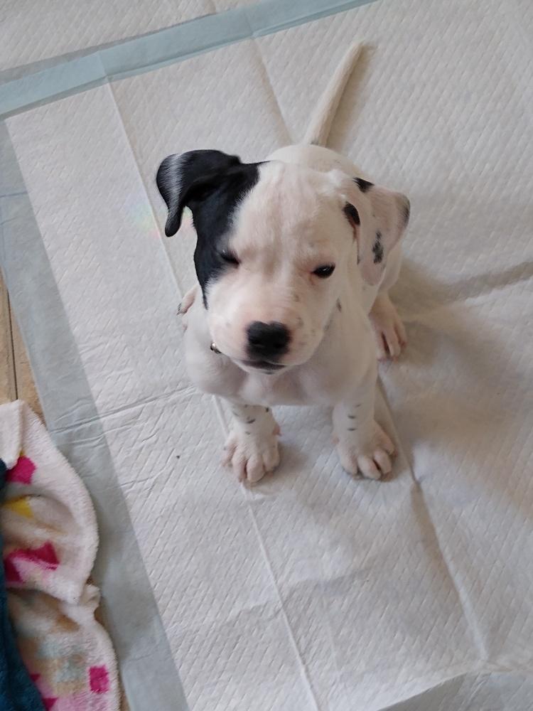 Adonis, a Adopted mixed breed in Dolores, CO image 5/5