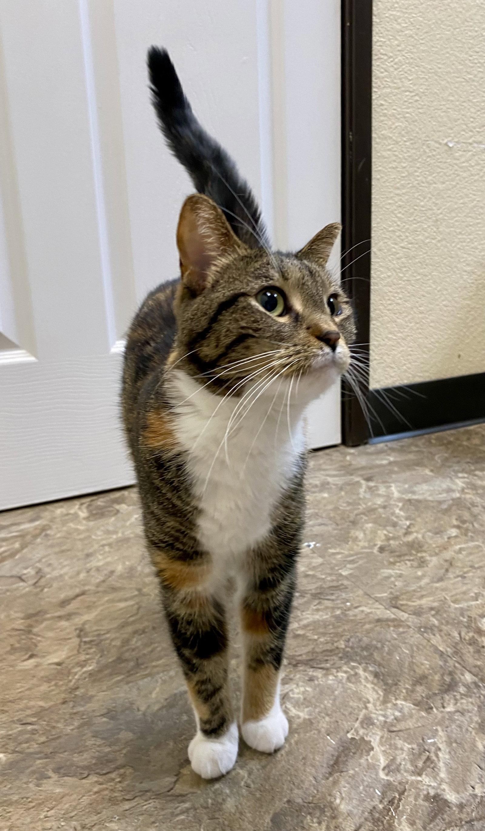 Potatoe, Adoptable, Adult Female Domestic Short Hair & Tortoiseshell.