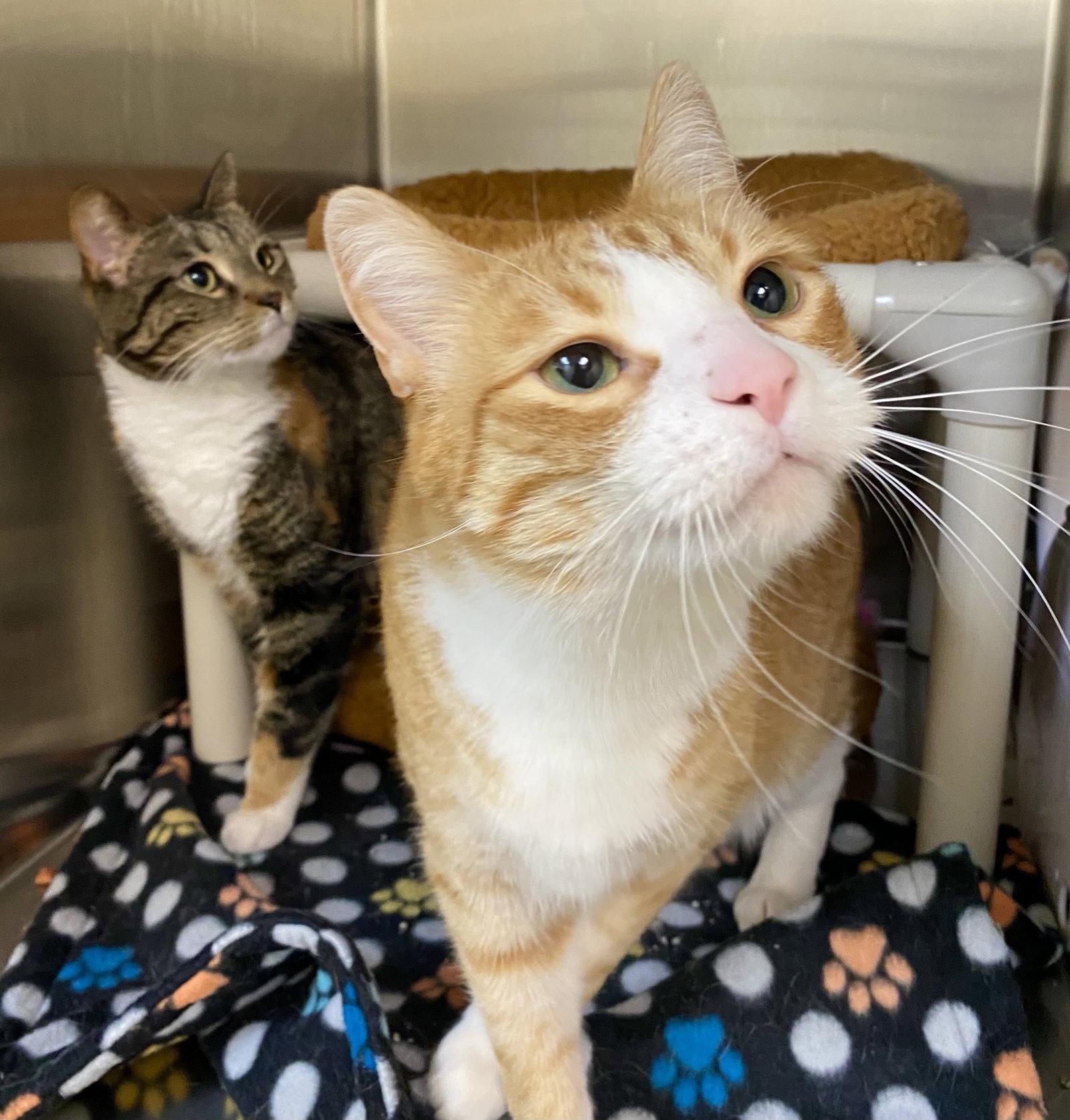 Potatoe, a Adoptable mixed breed in Fargo, ND image 2/2
