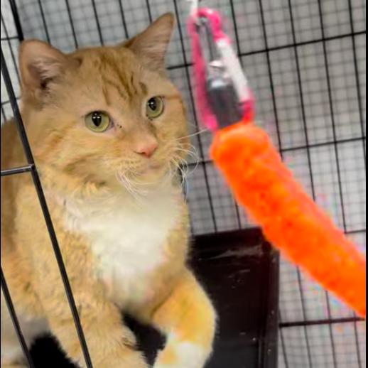 Enlarge Oscar, a Adoptable Domestic Short Hair in Valdosta , GA image 1/1