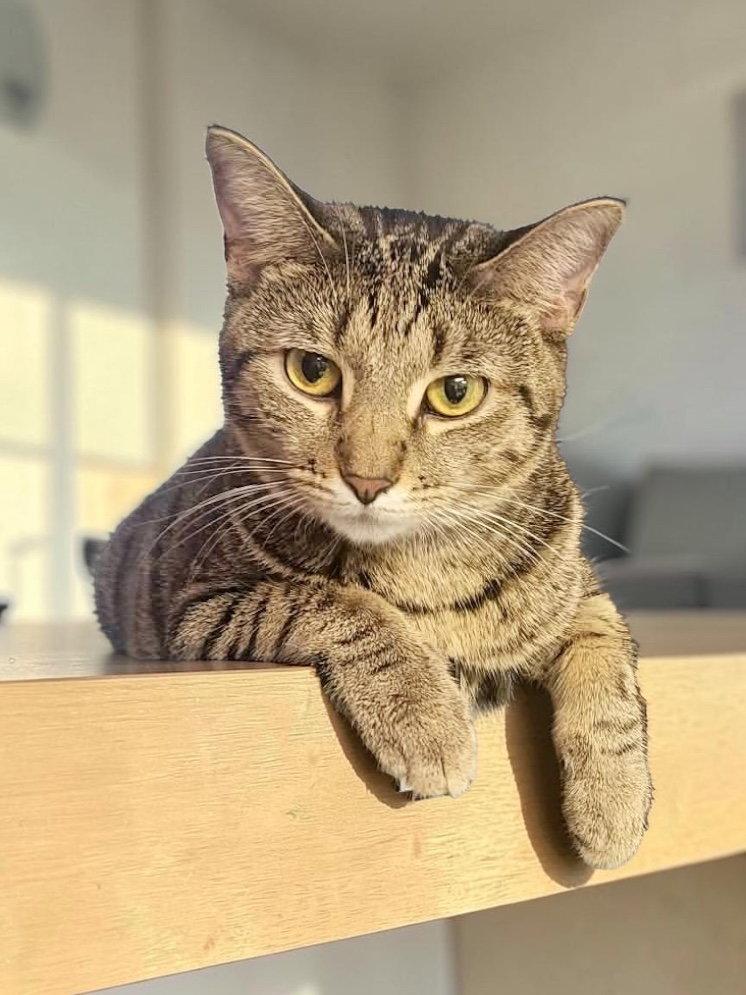 Enlarge Happy, a Adoptable Domestic Short Hair in Champaign, IL image 1/3