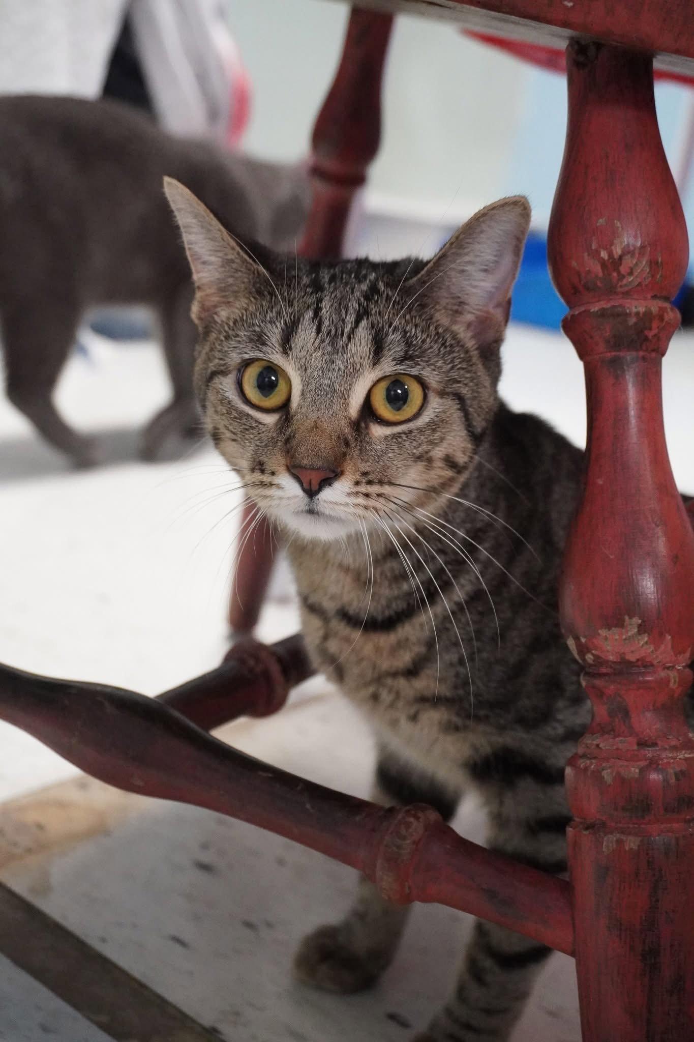 Happy, Adoptable, Young Female Domestic Short Hair.