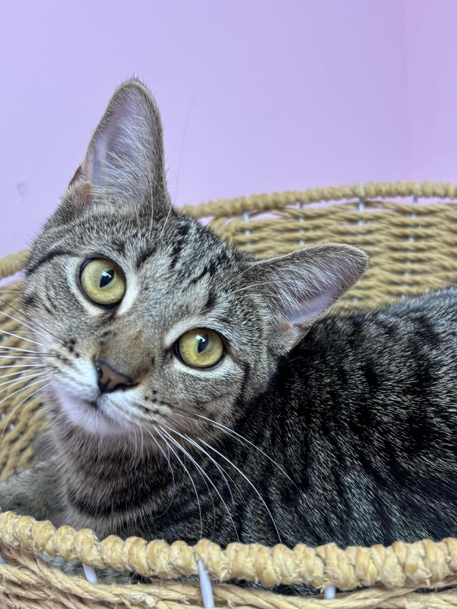 Enlarge Happy, a Adoptable Domestic Short Hair in Champaign, IL image 2/3
