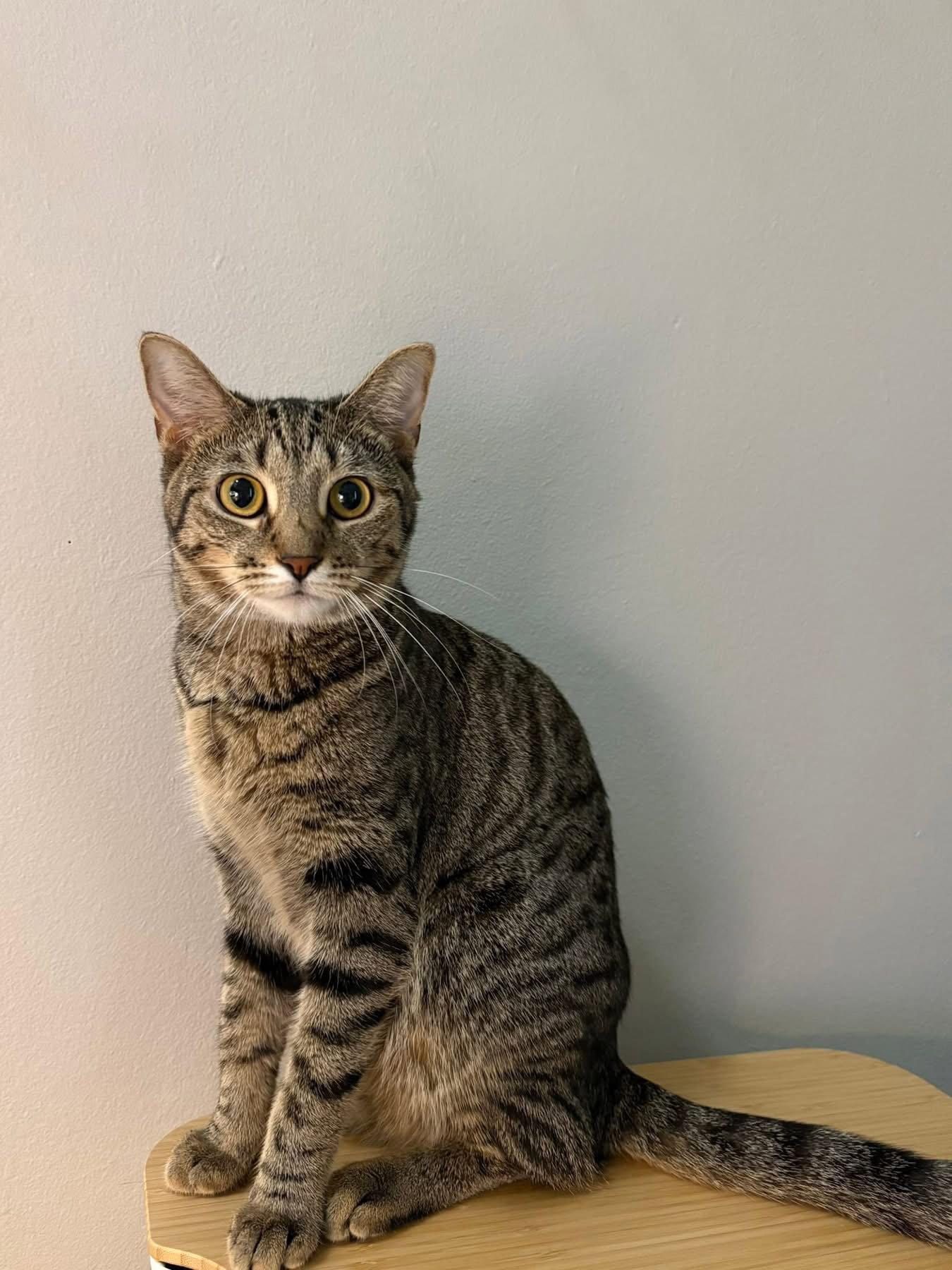 Enlarge Happy, a Adoptable Domestic Short Hair in Champaign, IL image 3/3
