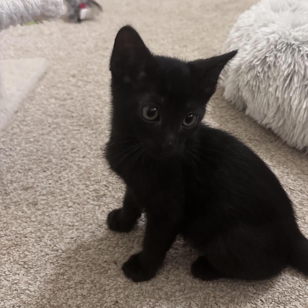 Flat Stanley, a Adoptable Domestic Short Hair in Prosper, TX image 2/6
