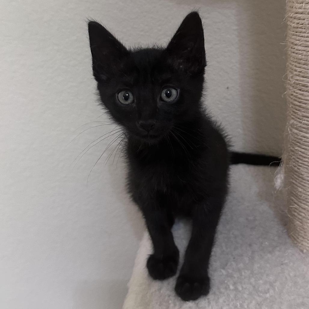 Flat Stanley, a Adoptable Domestic Short Hair in Prosper, TX image 4/6