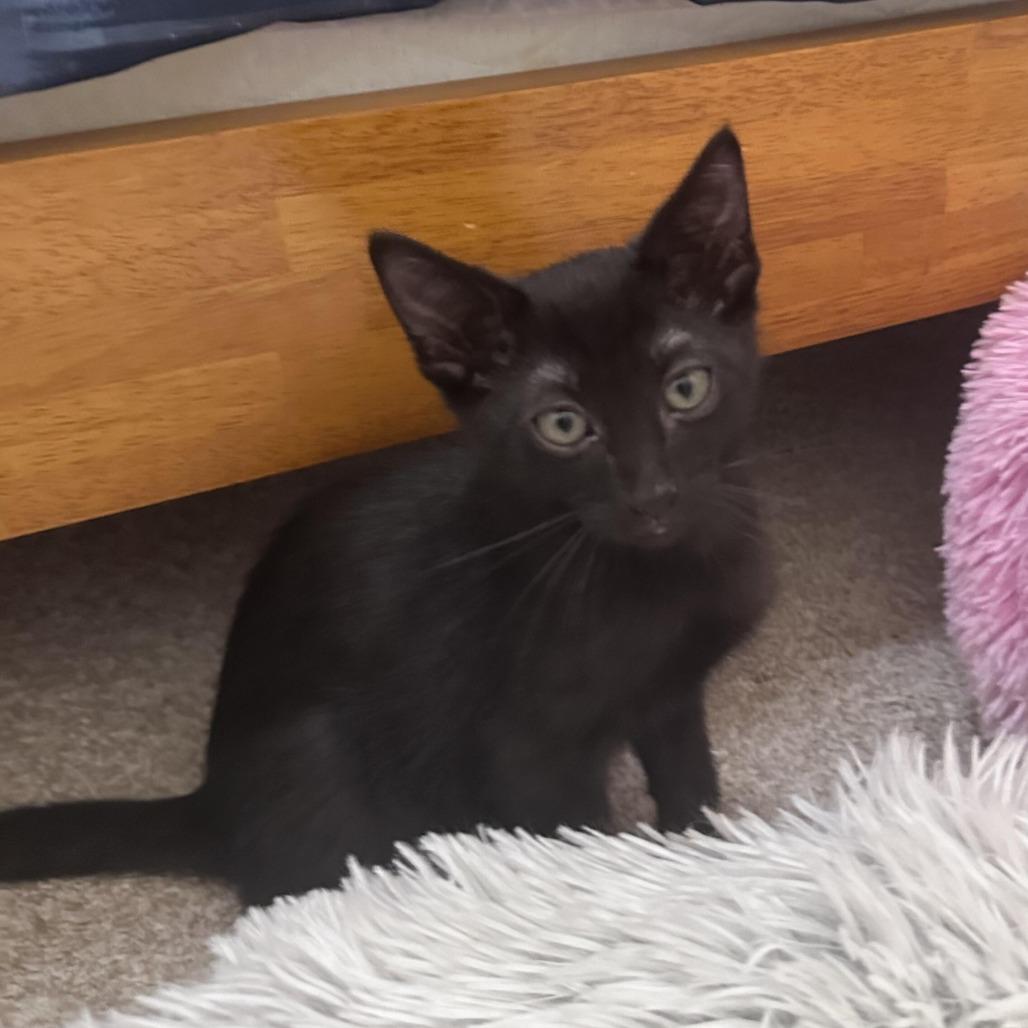 Enlarge Flat Stanley, a Adoptable Domestic Short Hair in Prosper, TX image 5/6