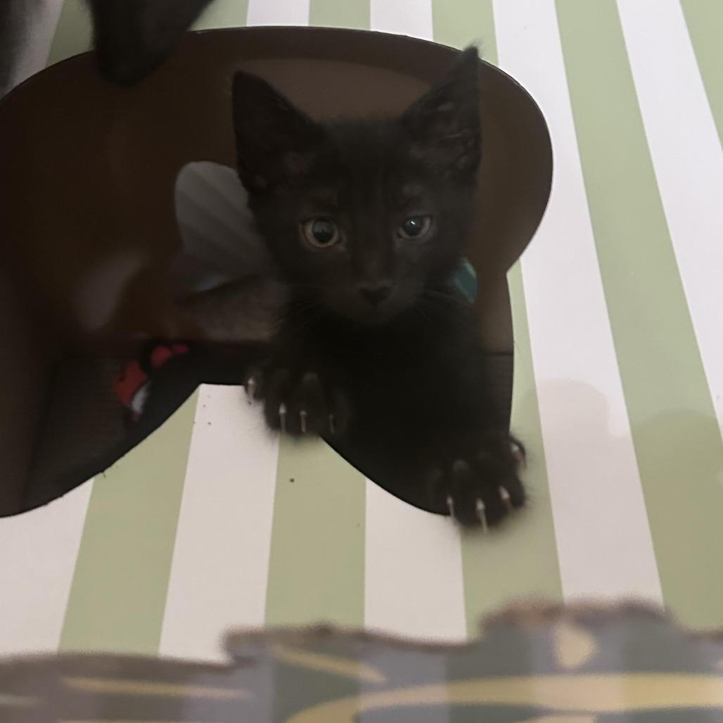 Flat Stanley, a Adoptable Domestic Short Hair in Prosper, TX image 6/6