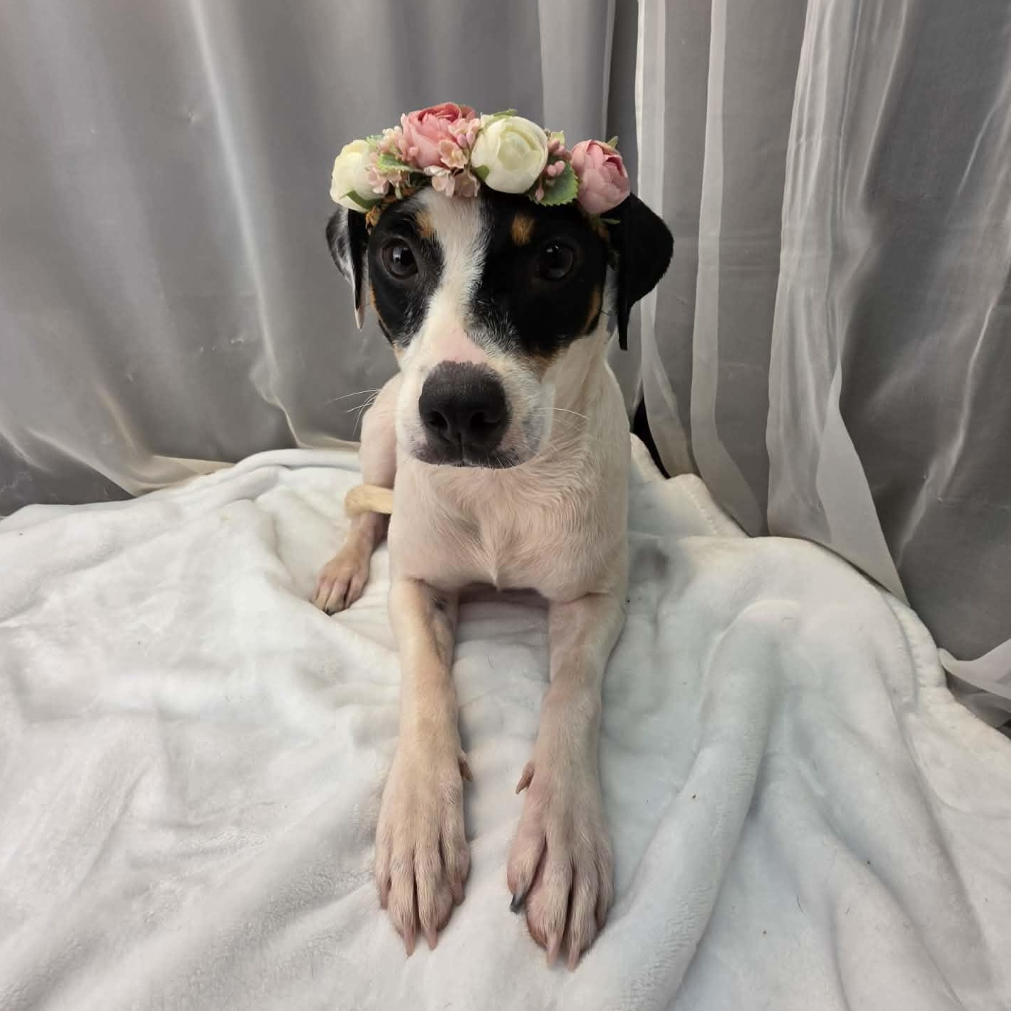 Enlarge Destiny, a Adoptable mixed breed in Southfield , MI image 3/5
