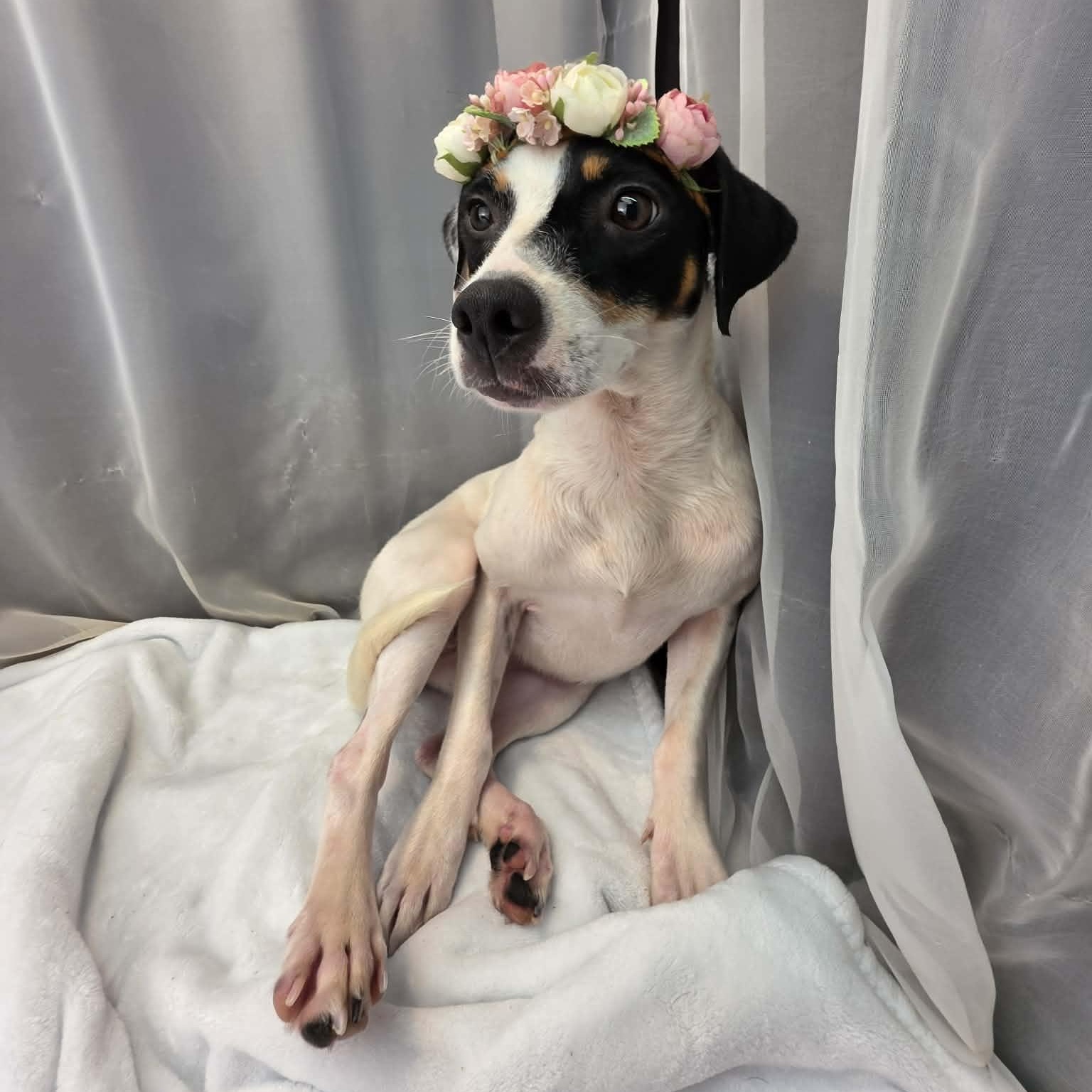 Destiny, Adoptable, Young Female Jack Russell Terrier & Rat Terrier.
