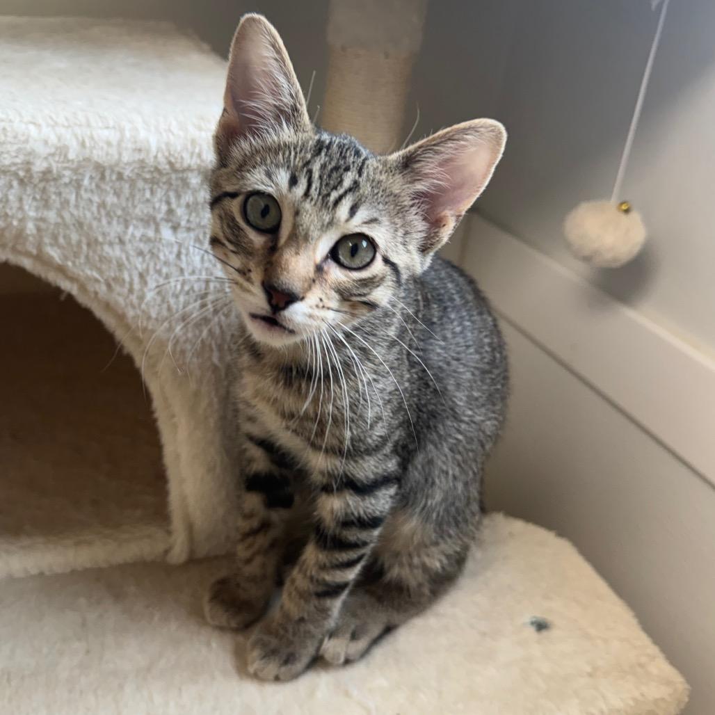 Alakay, Adoptable, Young Male Domestic Short Hair.