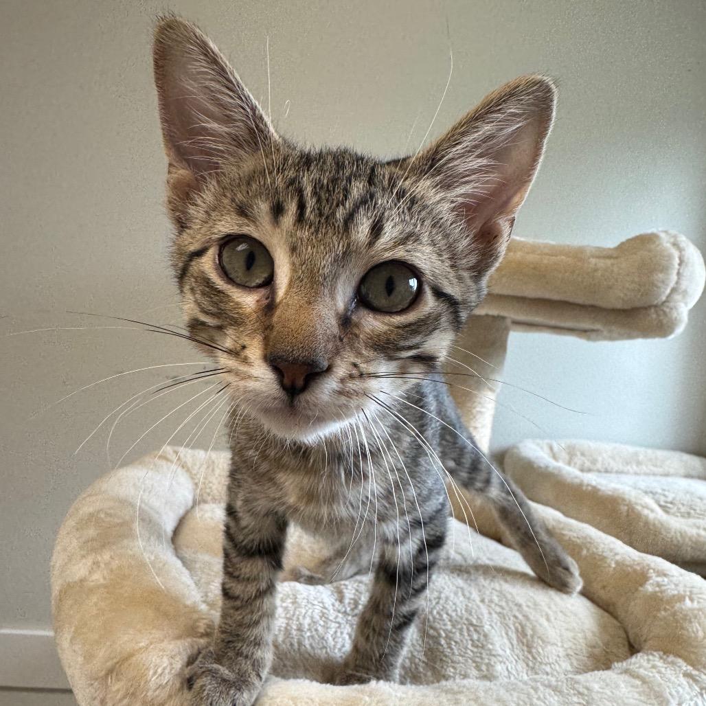 Enlarge Alakay, a Adoptable Domestic Short Hair in Milford, IA image 2/5