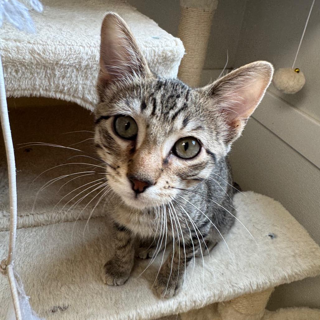 Enlarge Alakay, a Adoptable Domestic Short Hair in Milford, IA image 3/5