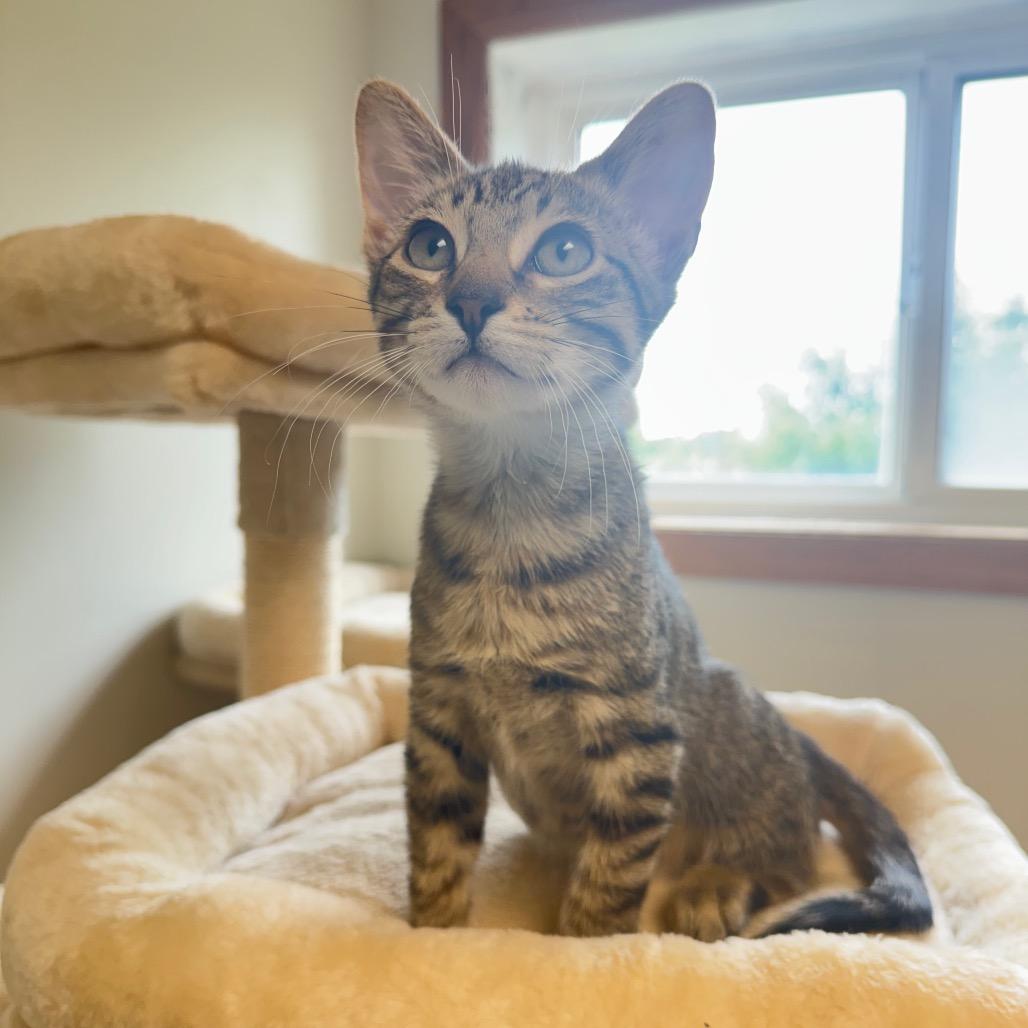Enlarge Alakay, a Adoptable Domestic Short Hair in Milford, IA image 4/5