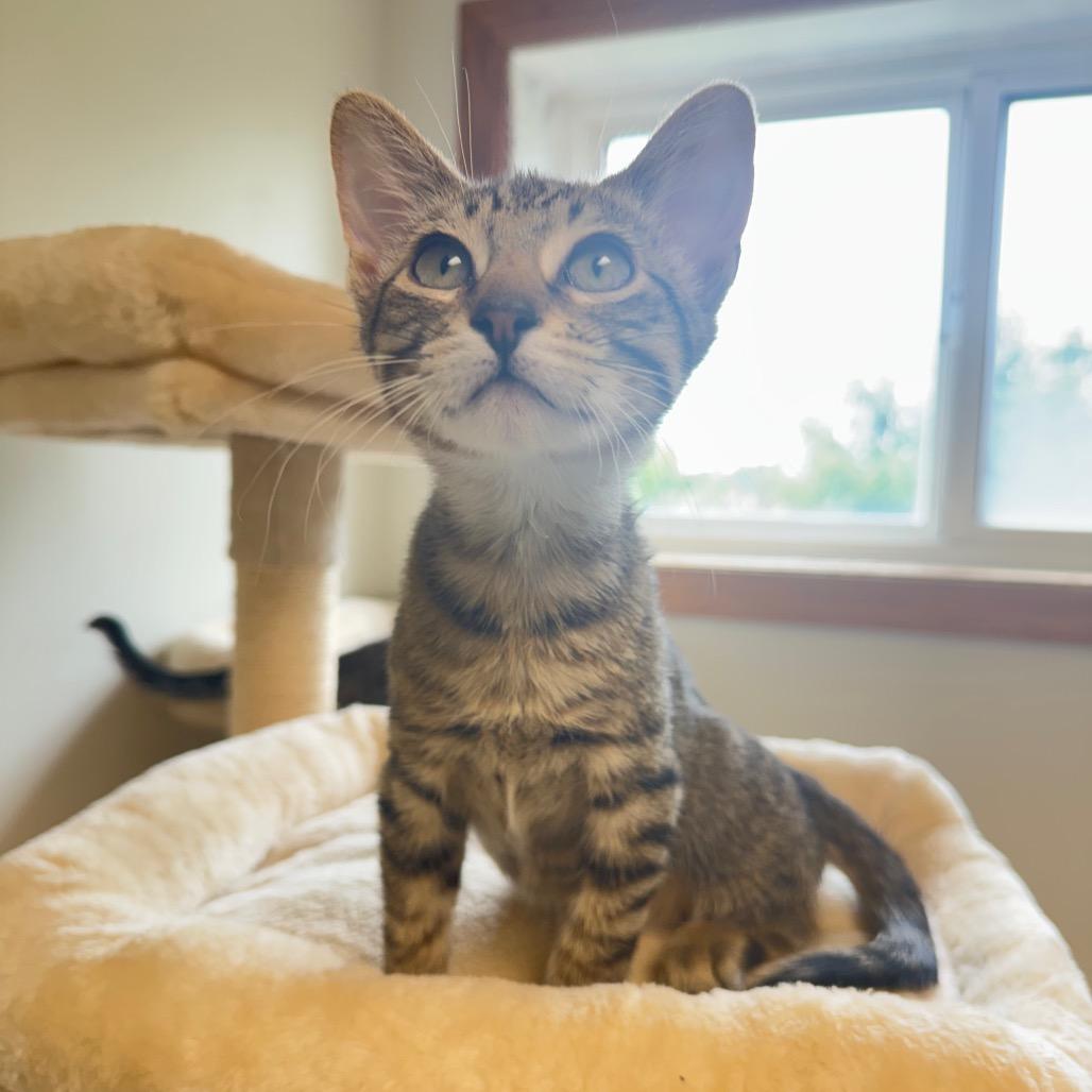 Enlarge Alakay, a Adoptable Domestic Short Hair in Milford, IA image 5/5