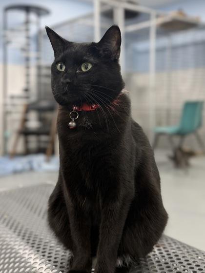 Enlarge Romanda, a Adoptable mixed breed in Mount Pleasant, IA image 1/3