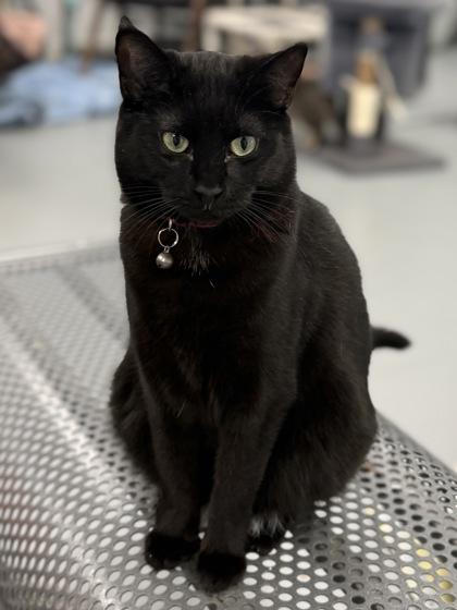 Romanda, Adoptable, Adult Female Domestic Short Hair & Domestic Short Hair.