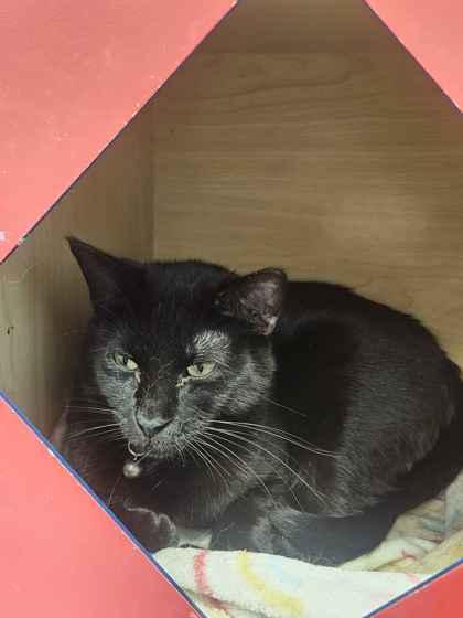 Enlarge Romanda, a Adoptable mixed breed in Mount Pleasant, IA image 2/3