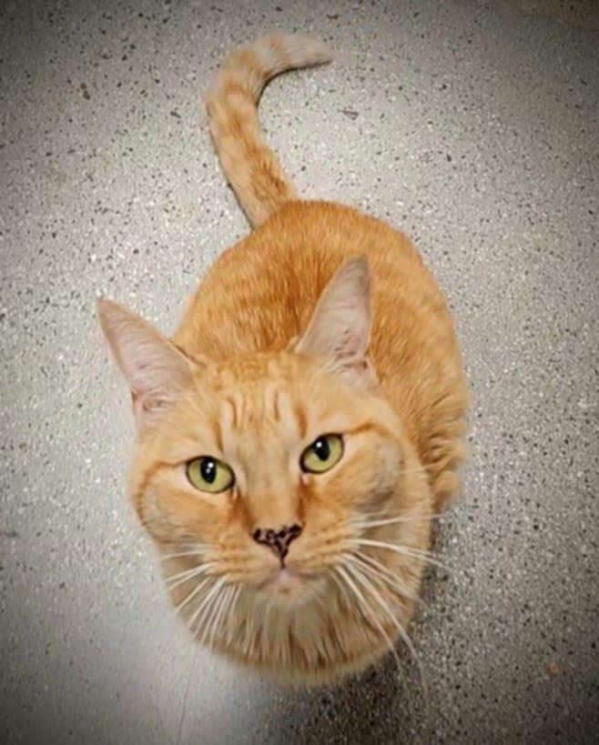 Ella, Adoptable, Adult Female Tabby.