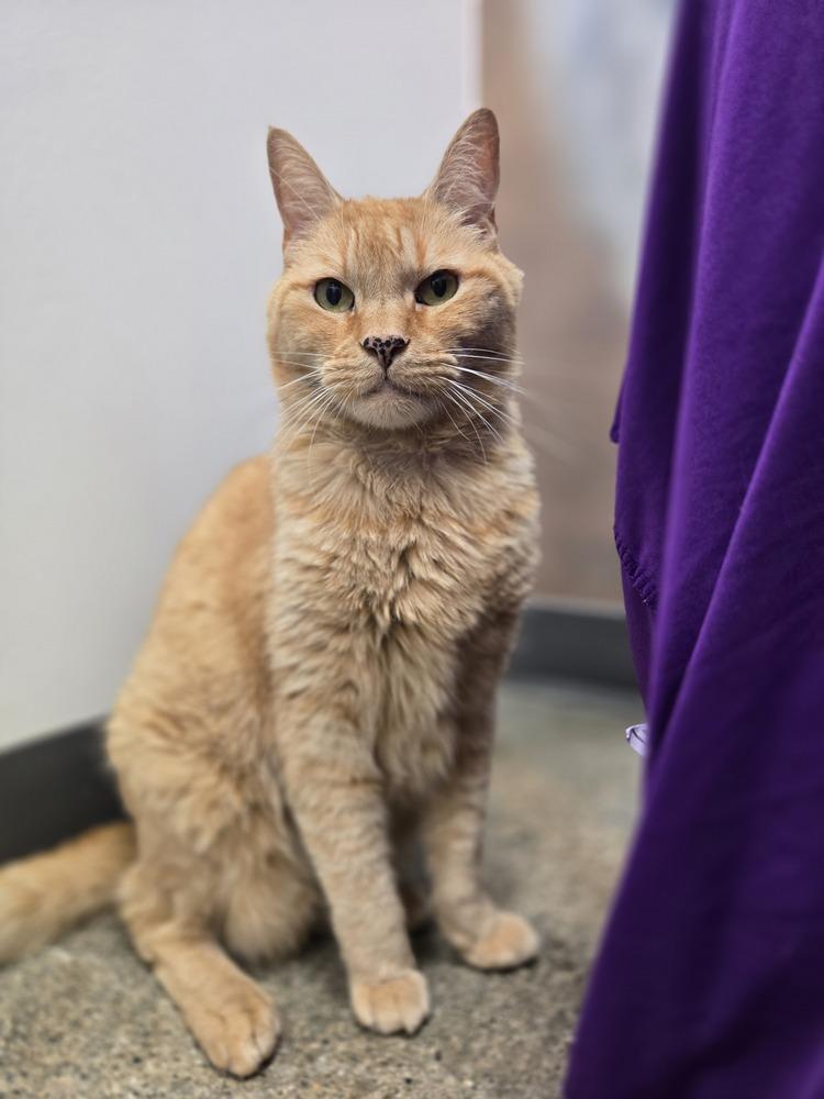 Enlarge Ella, a Adoptable mixed breed in Calimesa, CA image 2/5