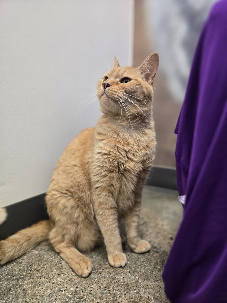 Enlarge Ella, a Adoptable mixed breed in Calimesa, CA image 3/5