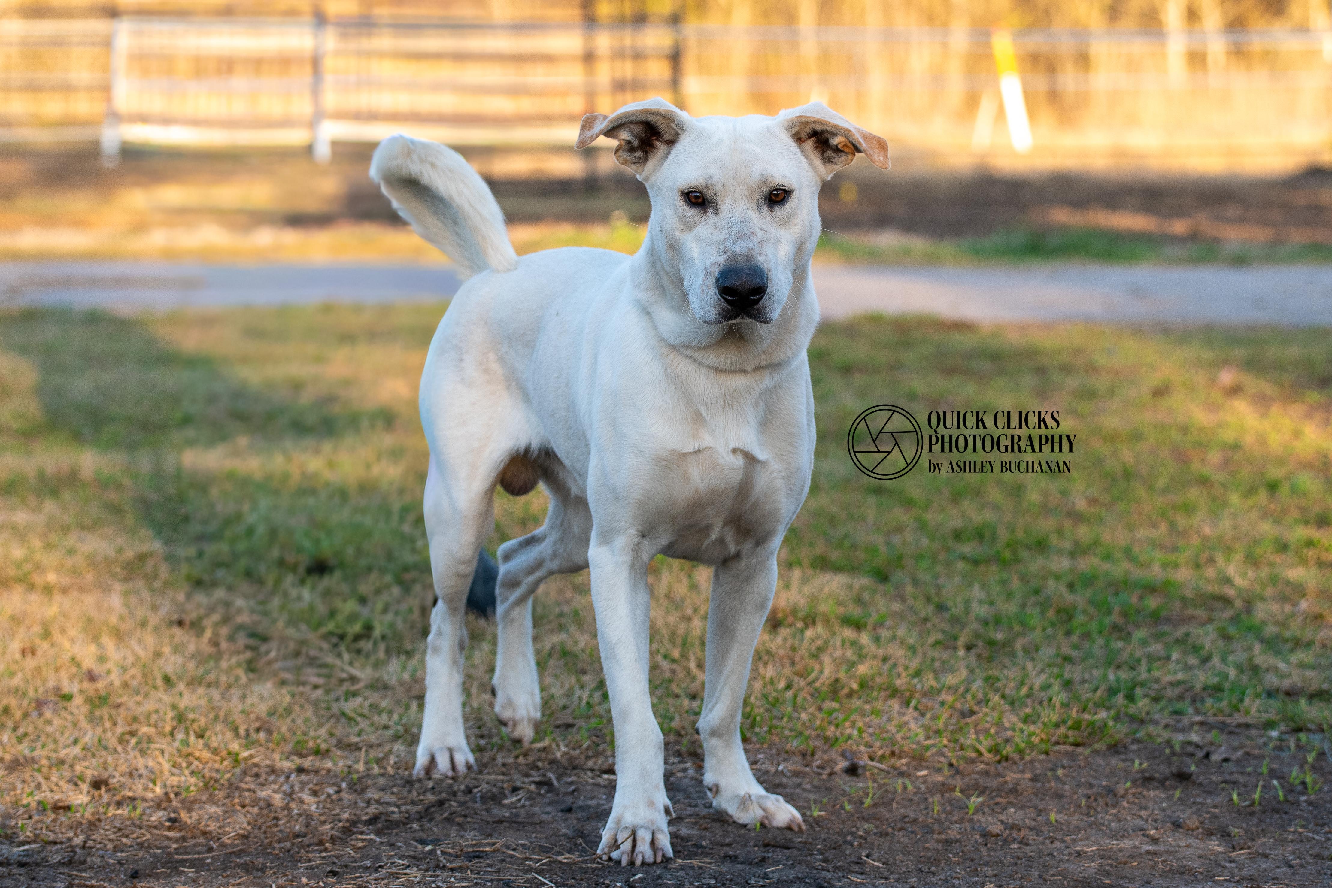 GIO - Transport Available, Adoptable, Young Male Labrador Retriever & Great Pyrenees.