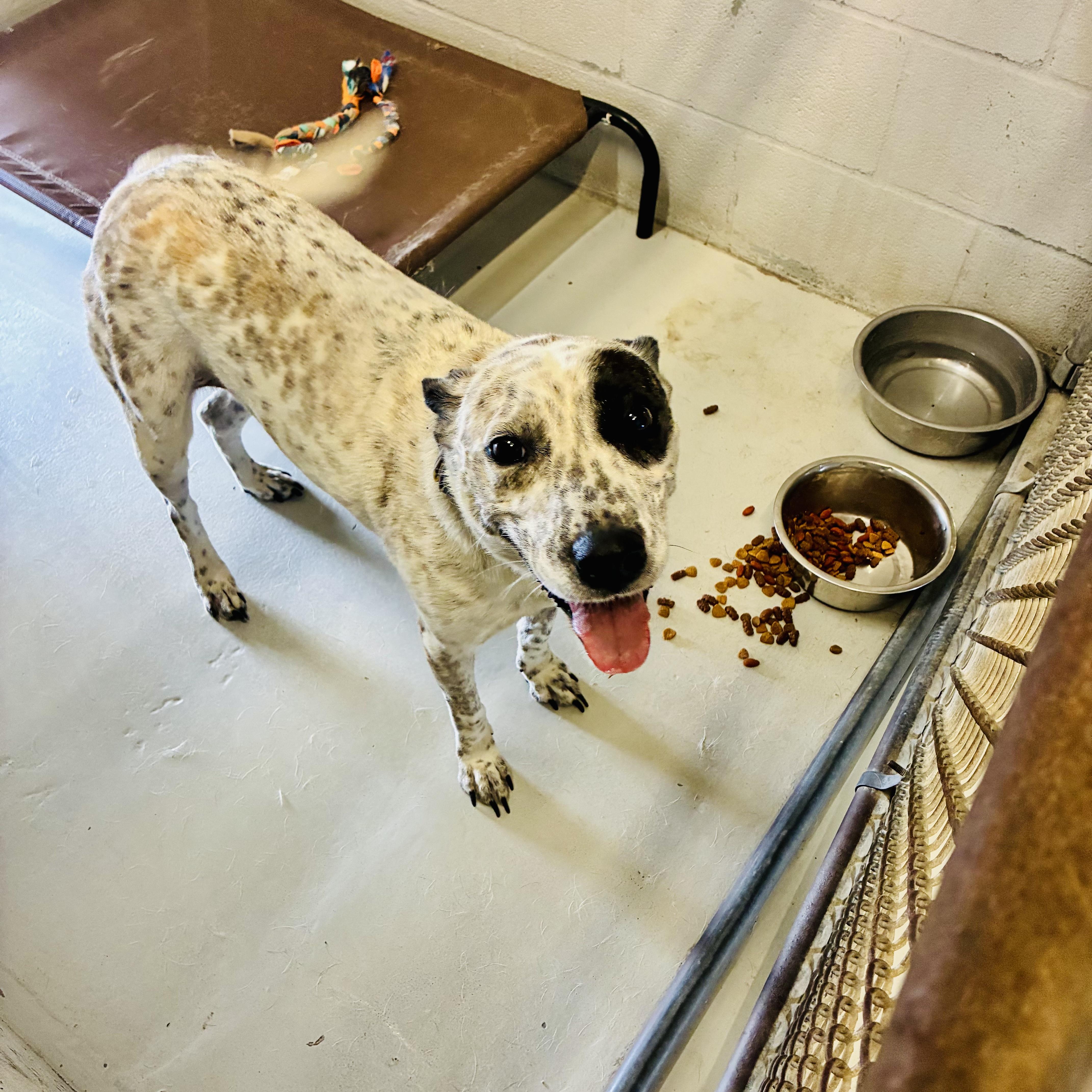 Enlarge Barbie, a ADOPTABLE mixed breed in Seguin, TX image 1/2