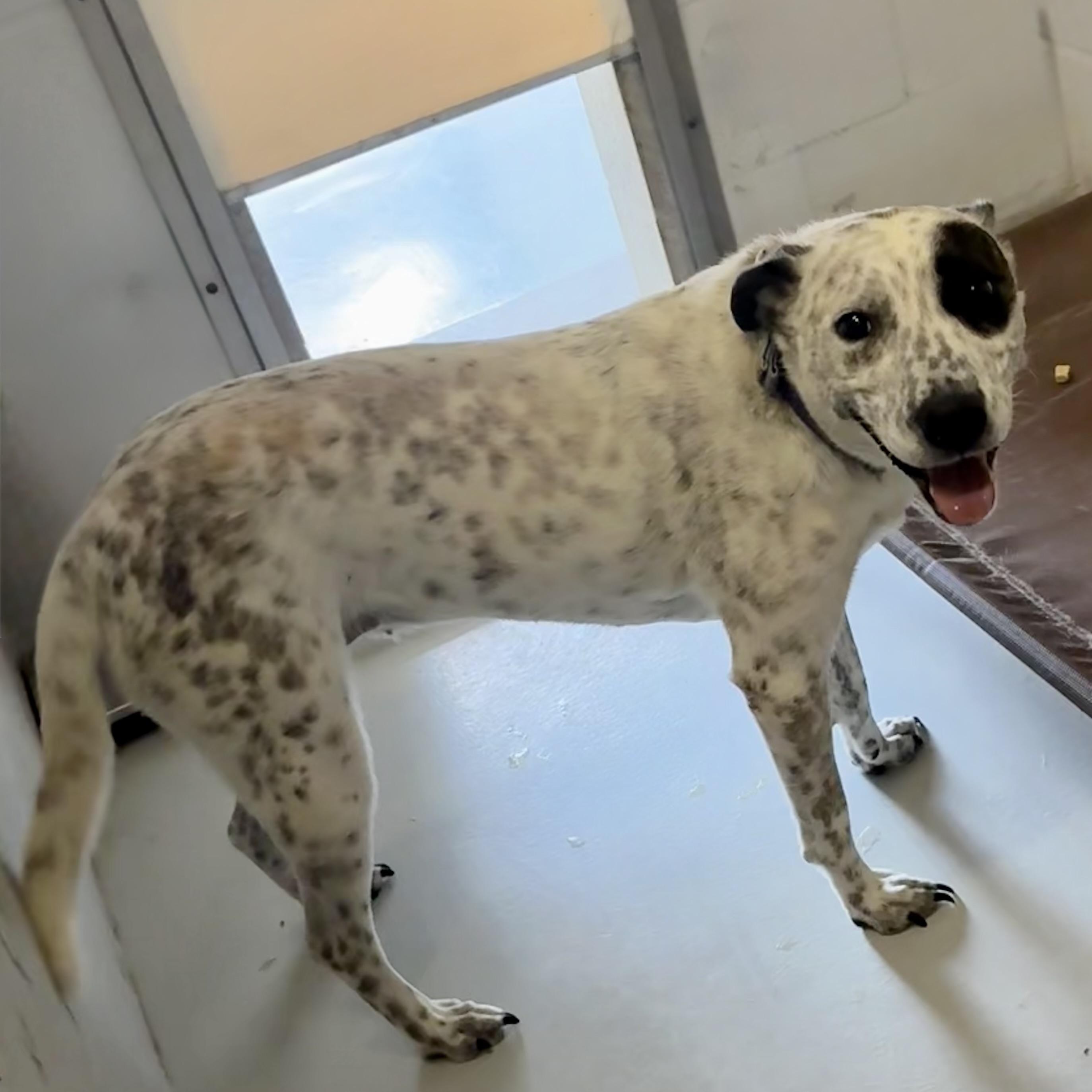 Enlarge Barbie, a ADOPTABLE mixed breed in Seguin, TX image 2/2